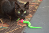 Wiggly Ball Solid Marbled Cat Toy Bouncy Ball