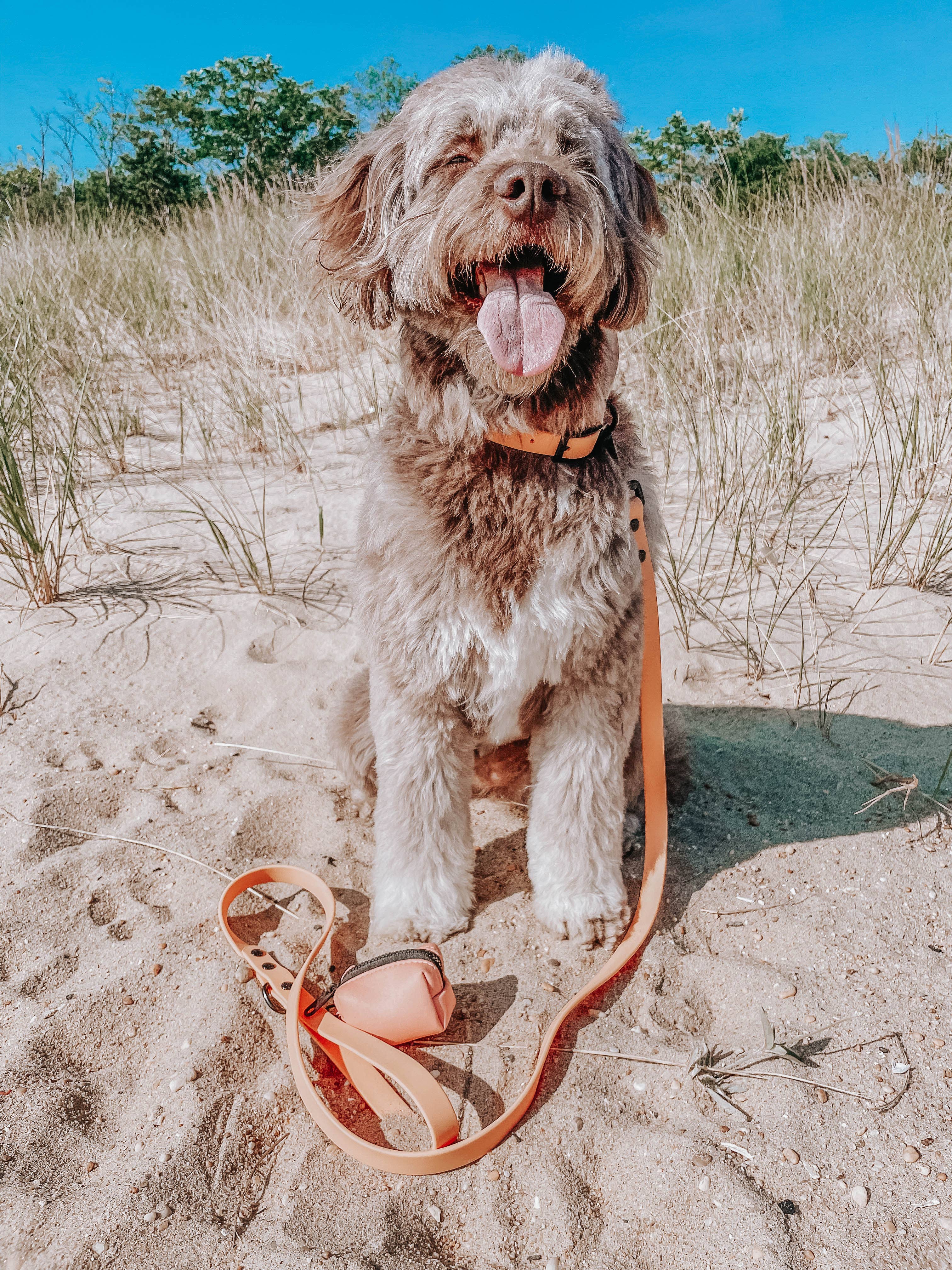 Dog Waste Bag Holder Orange With Clasp