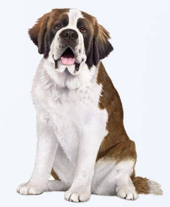 St. Bernard  - Vinyl Stickers