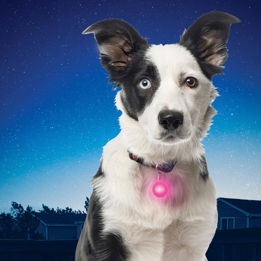 Nite Ize SpotLit Collar Light - Pink