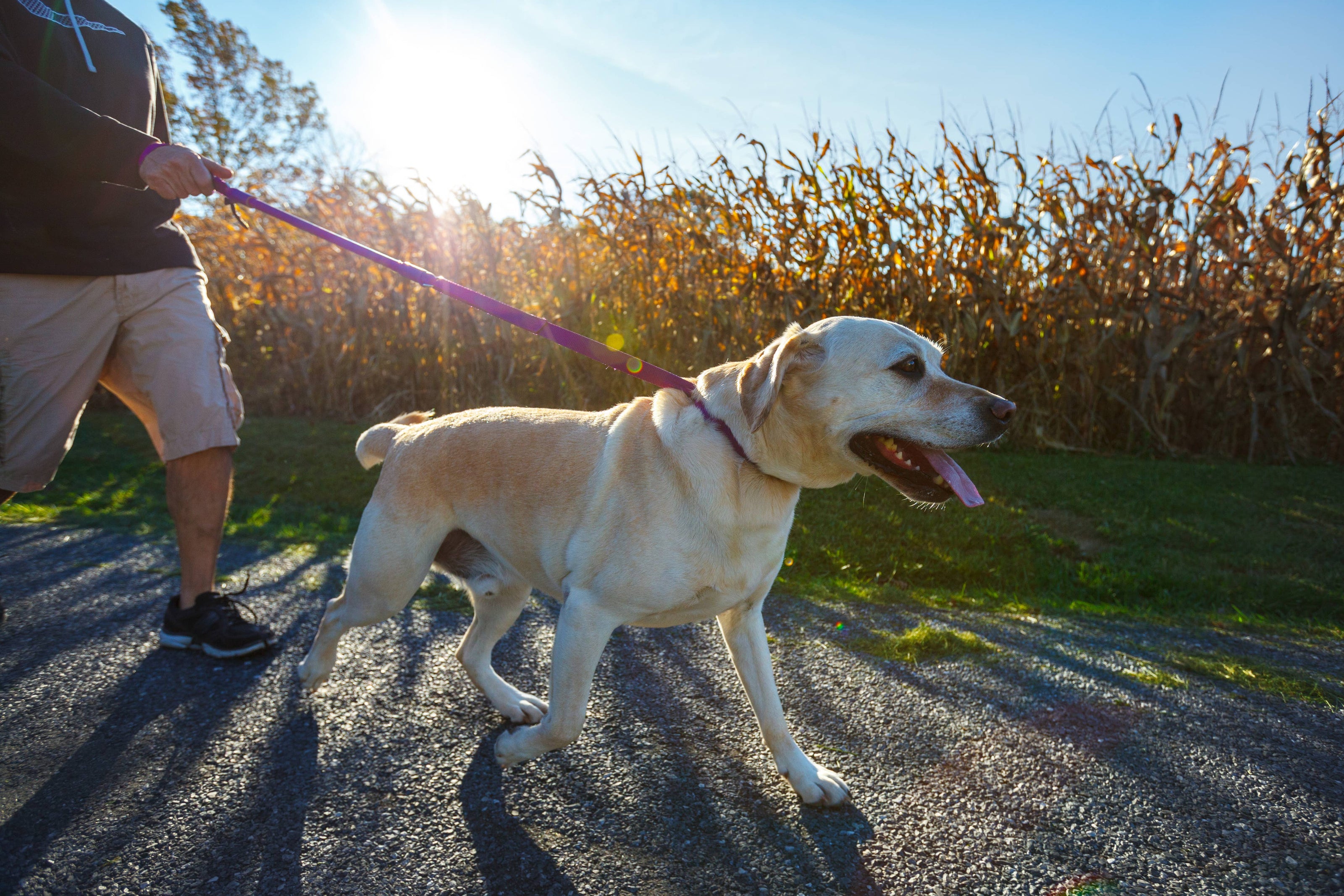 WUNDERLEASH – The No-Pull Leash That Actually Works