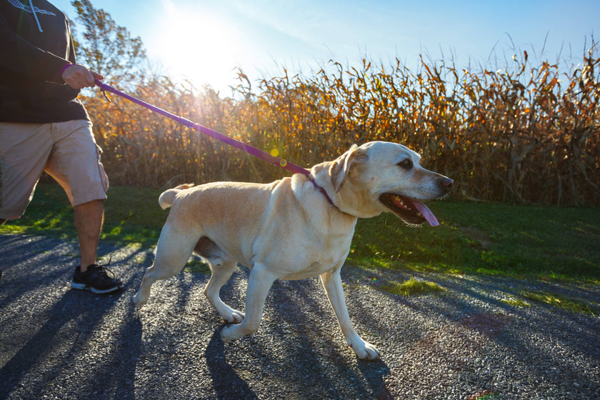 WUNDERLEASH – The No-Pull Leash That Actually Works