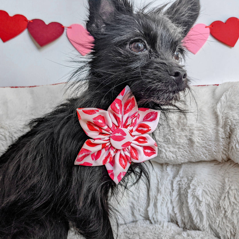 H&K Pinwheel Kisses