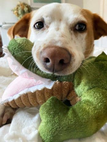 Tall Tails Crunch Plush Gator Dog Toy - 15