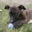 KONG® Puppy Ball w/Hole Fetch Toy Small