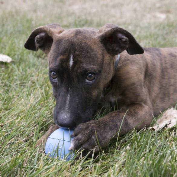 KONG® Puppy Ball w/Hole Fetch Toy Small