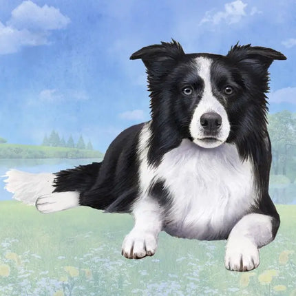 Border Collie Laying Down Square Coaster