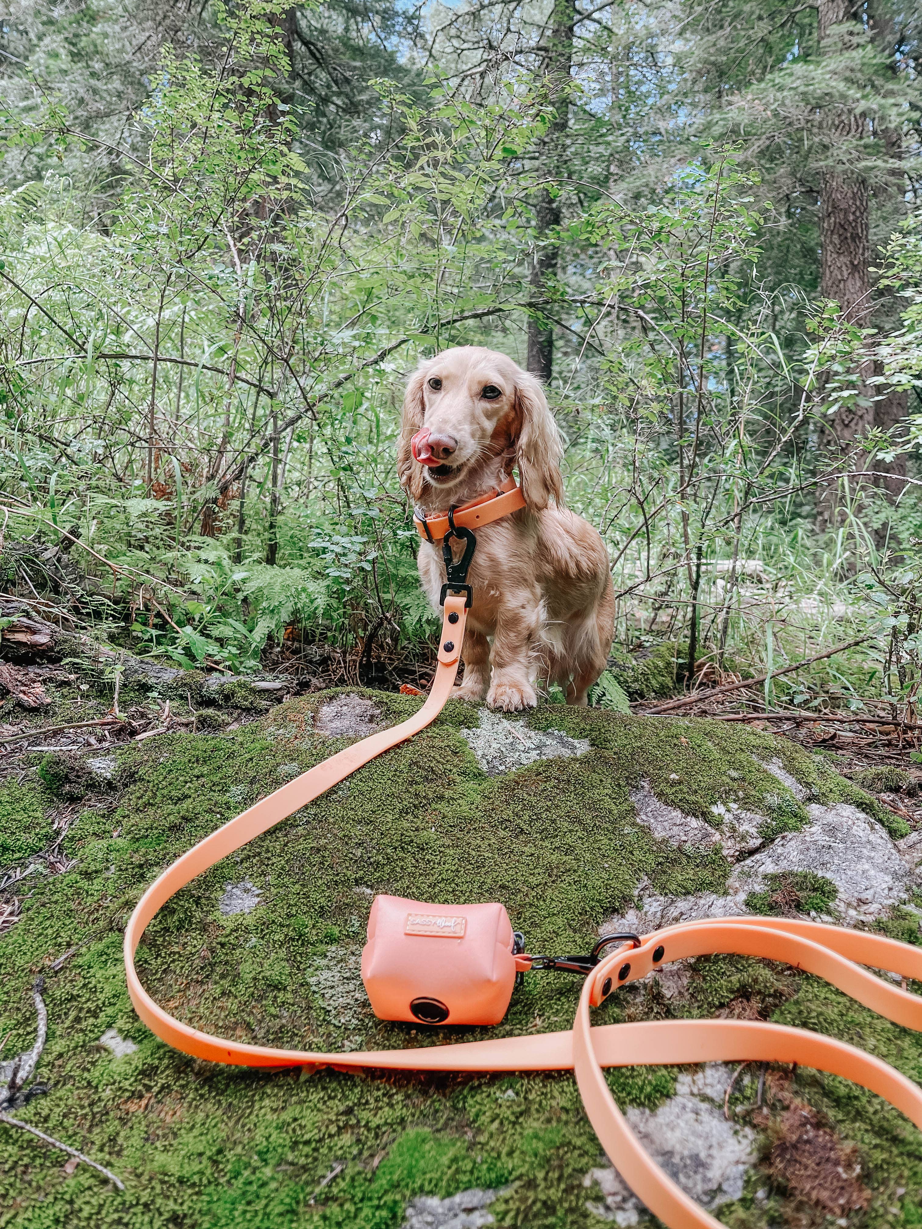 Dog Waste Bag Holder Orange With Clasp