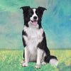 Border Collie Square Coaster