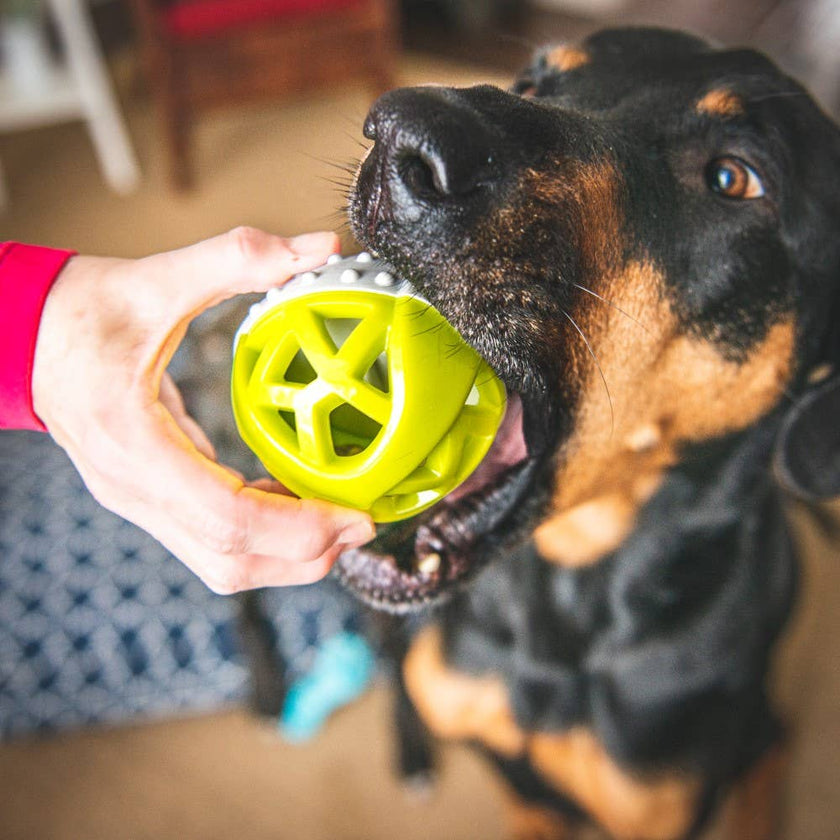 Totally Pooched Catch n' Squeak Ball Foam Rubber Grey/Green