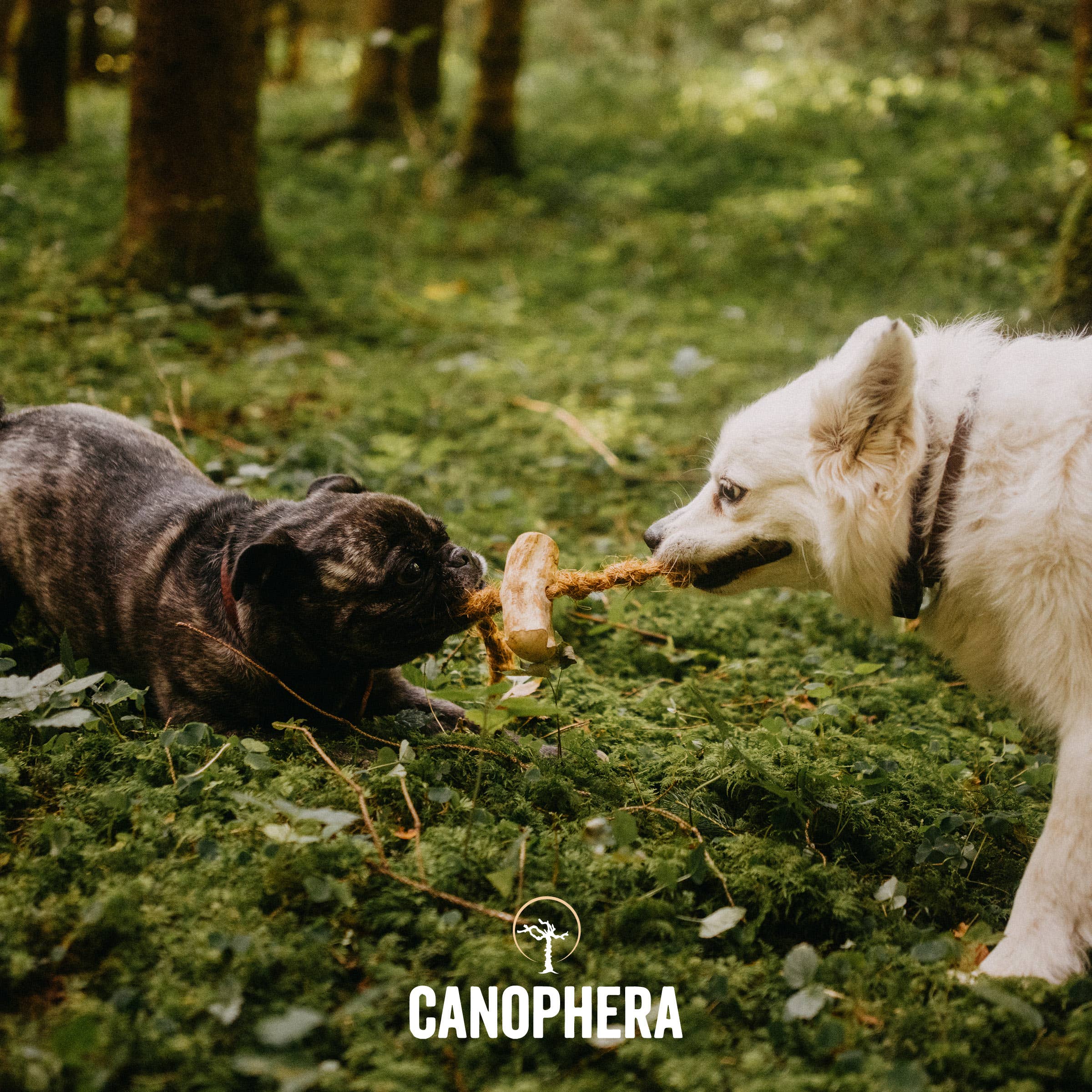 Dog Chew Made of Coffee Wood and Coconut Rope.