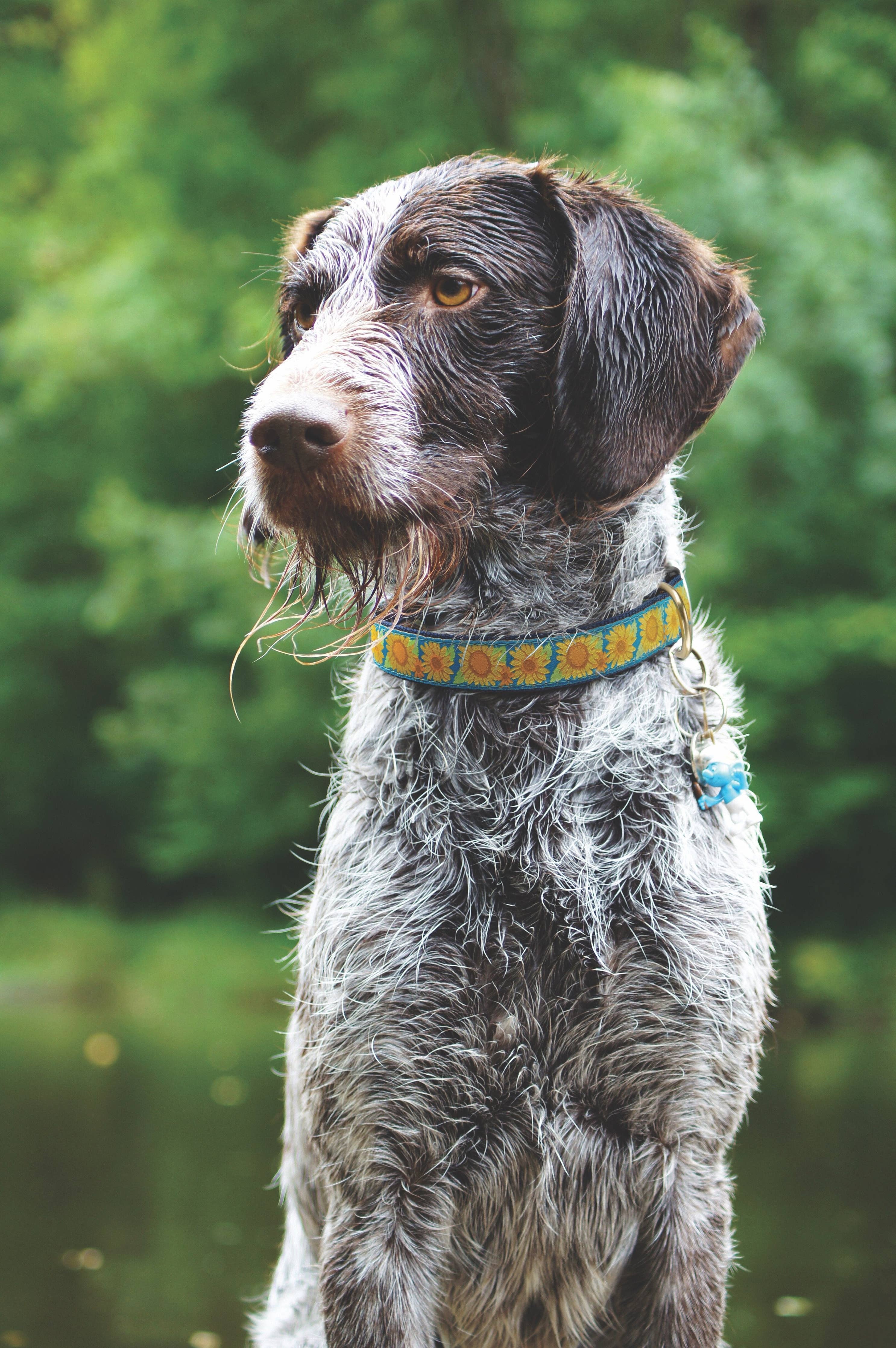 Bright Sunflower Dog Collar