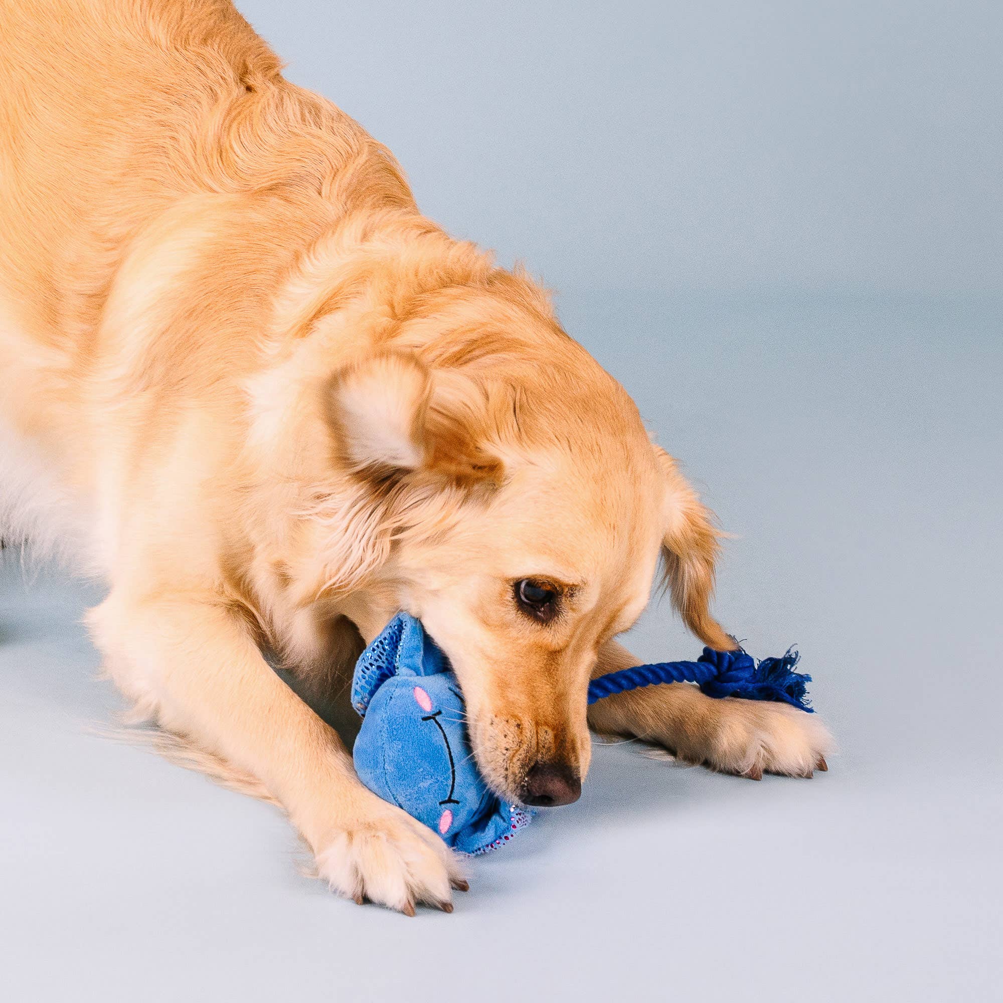 Dog Toy Manta Do The Right Sting Plush Rope Toy
