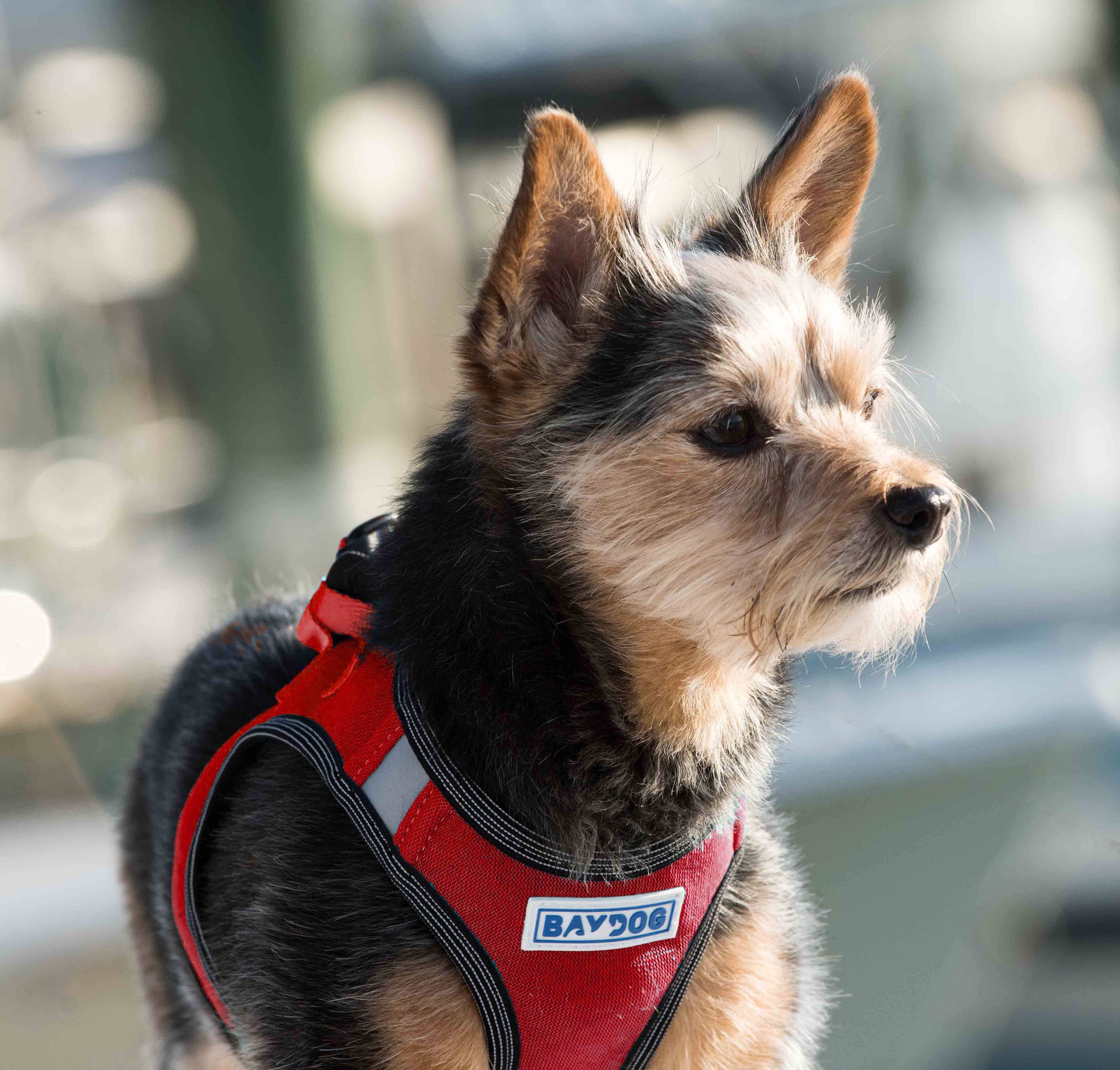 Reflective Lightweight Breathable Step in Dog Harness