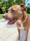 Ocean Drive Diva | Beaded Dog Collar
