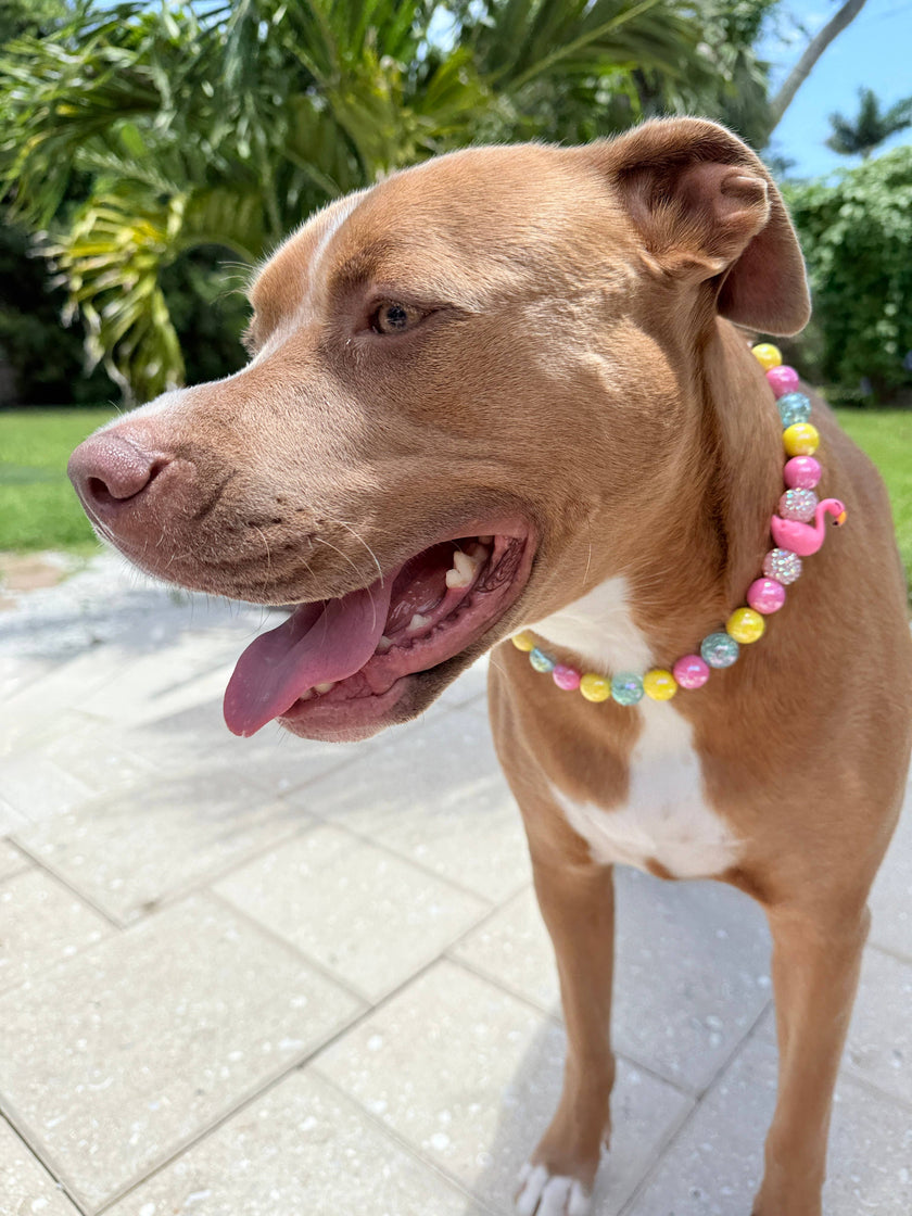 Ocean Drive Diva | Beaded Dog Collar