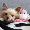 ZippyPaws Spencer Crinkle Monkey Pink Small