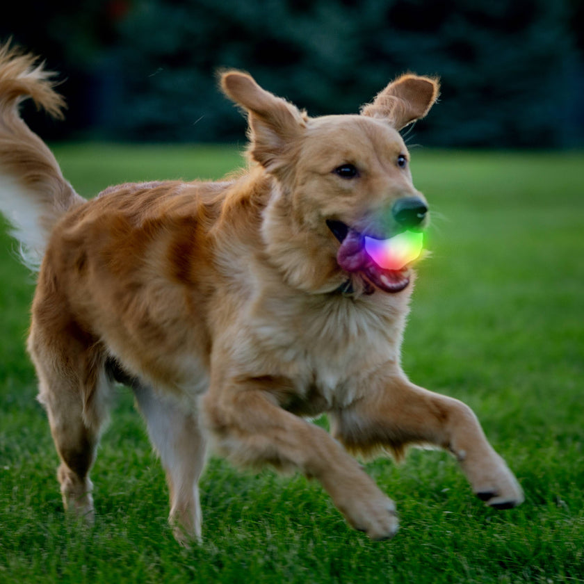 Nite Ize GlowStreak® Wild LED Ball - Disc-O