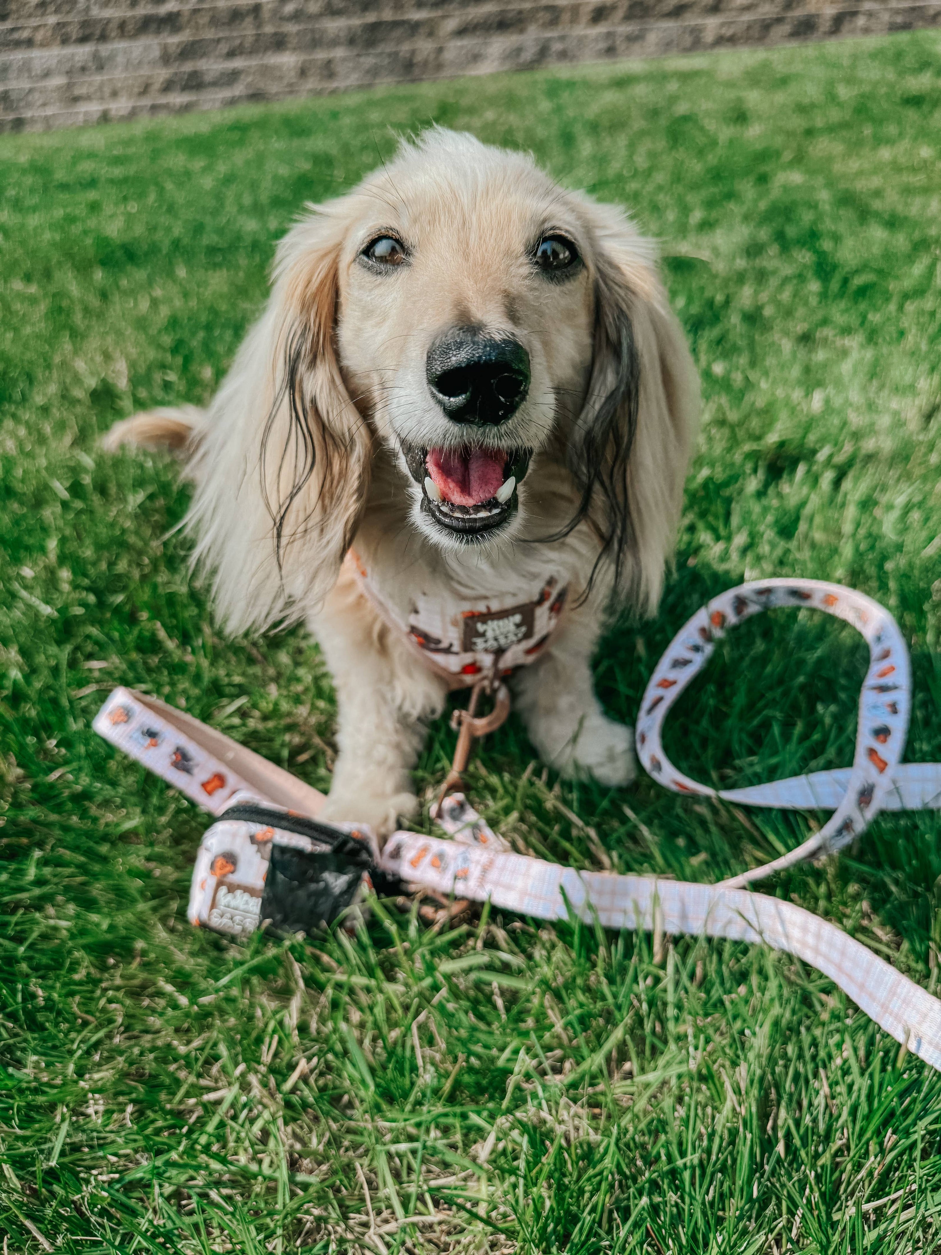Dog Waste Bag Holder Weens Club With Clasp