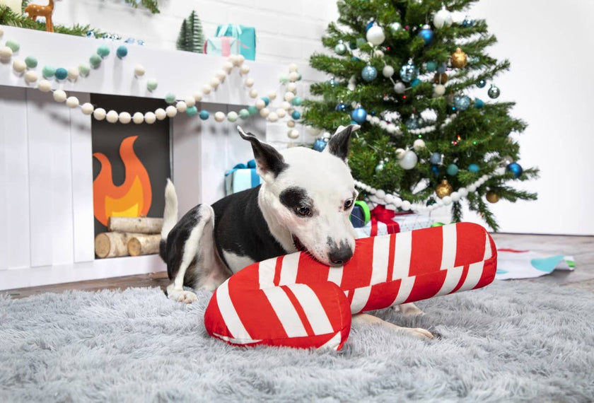 BARK Grandy Cane Christmas Candy Cane Plush Dog Toy