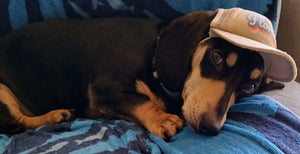 Florida Trucker Hat for Dogs