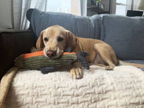 Dog Toy Fish Squeaker Trout Plush Toy