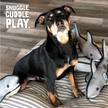 Dog Toy Shark SnugArooz Saul the Shark w/ Rubber Spikey Ball Dog Toy 19