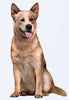Australian Cattle Dog, Red - Vinyl Stickers