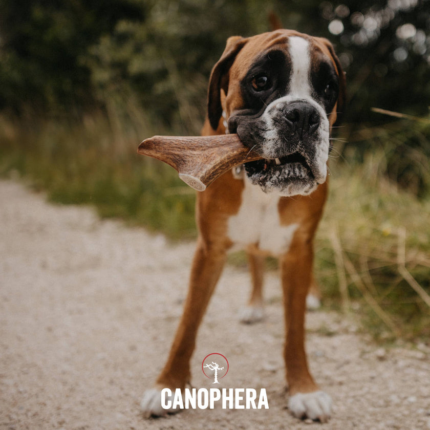 Dog Chew Made of Red Deer Antlers.