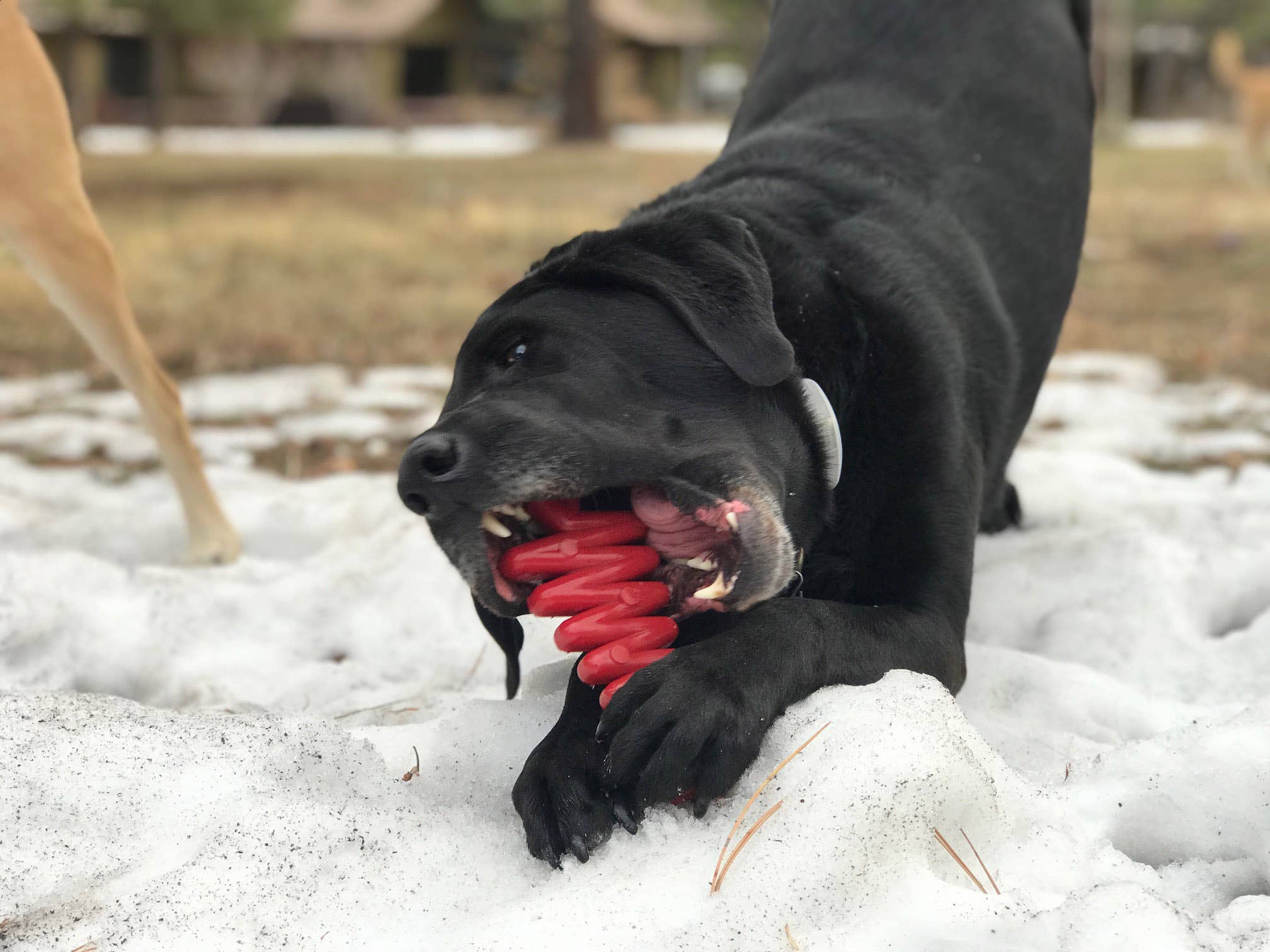 Christmas Tree Durable Nylon Chew Toy