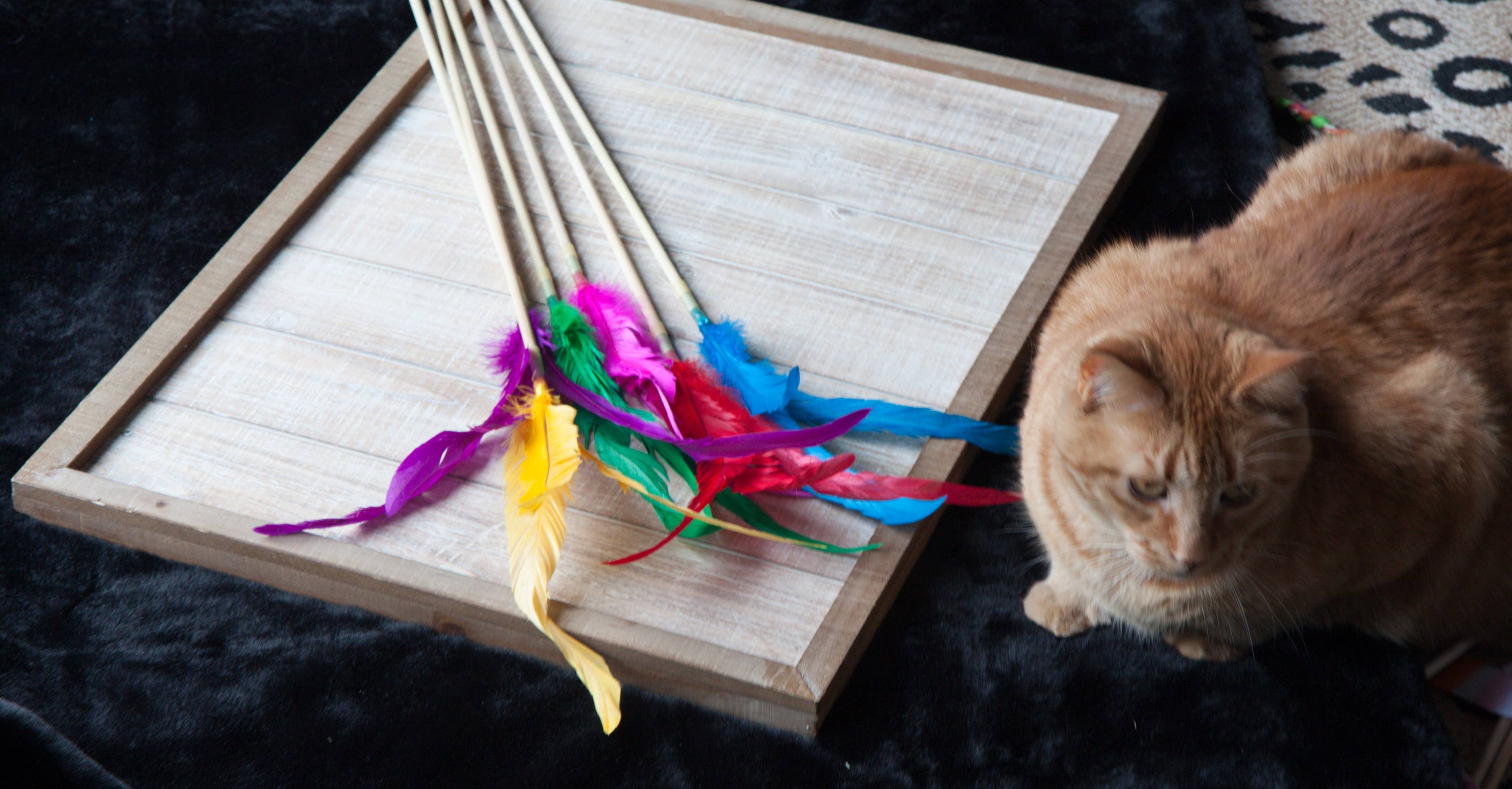 Cat Teasers Cat Toy