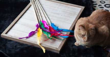 Cat Teasers Cat Toy