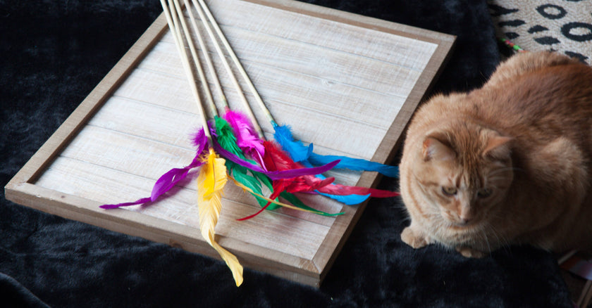 Cat Teasers Cat Toy