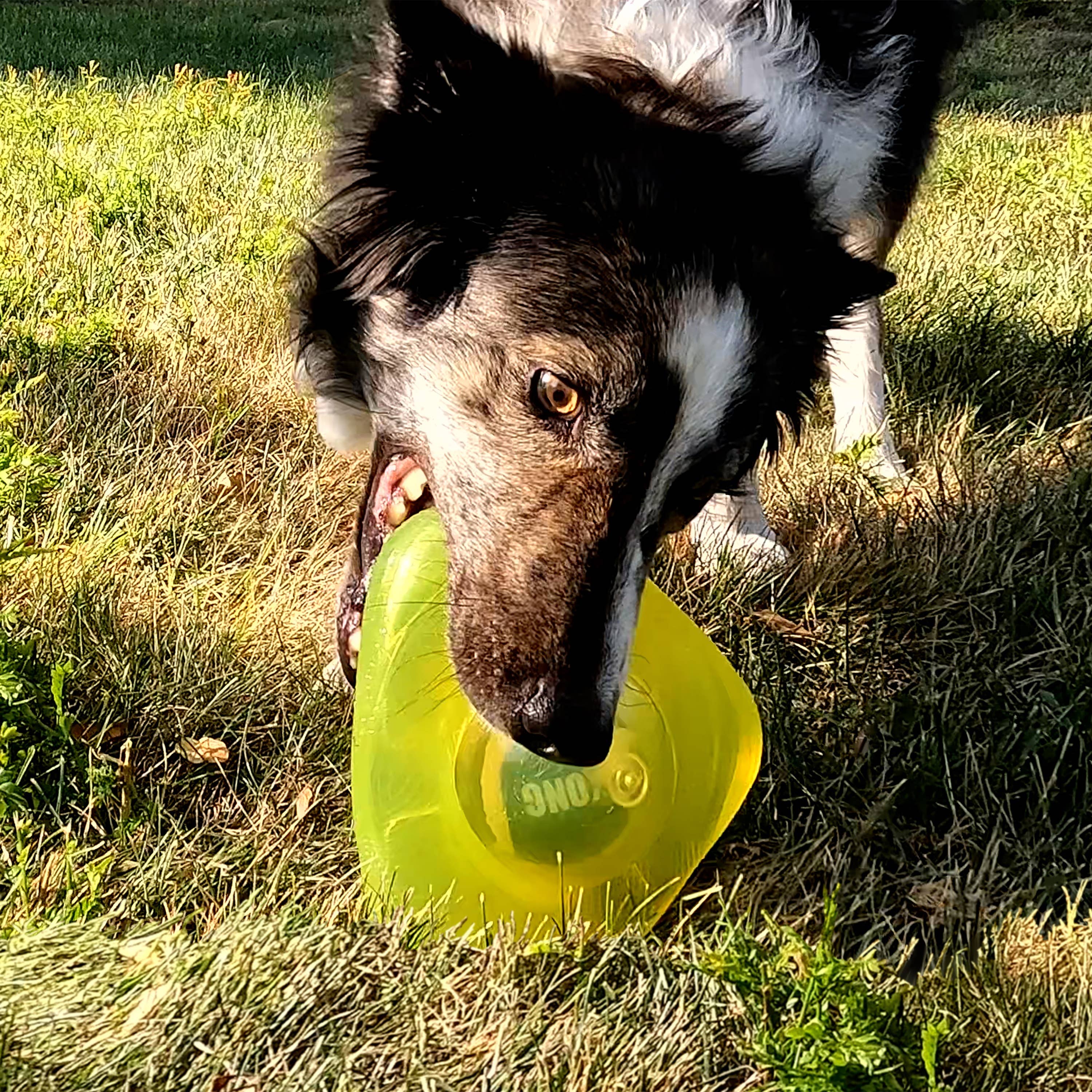 KONG Jumble Flinger Dog Enrichment Toy Assorted Medium/Large