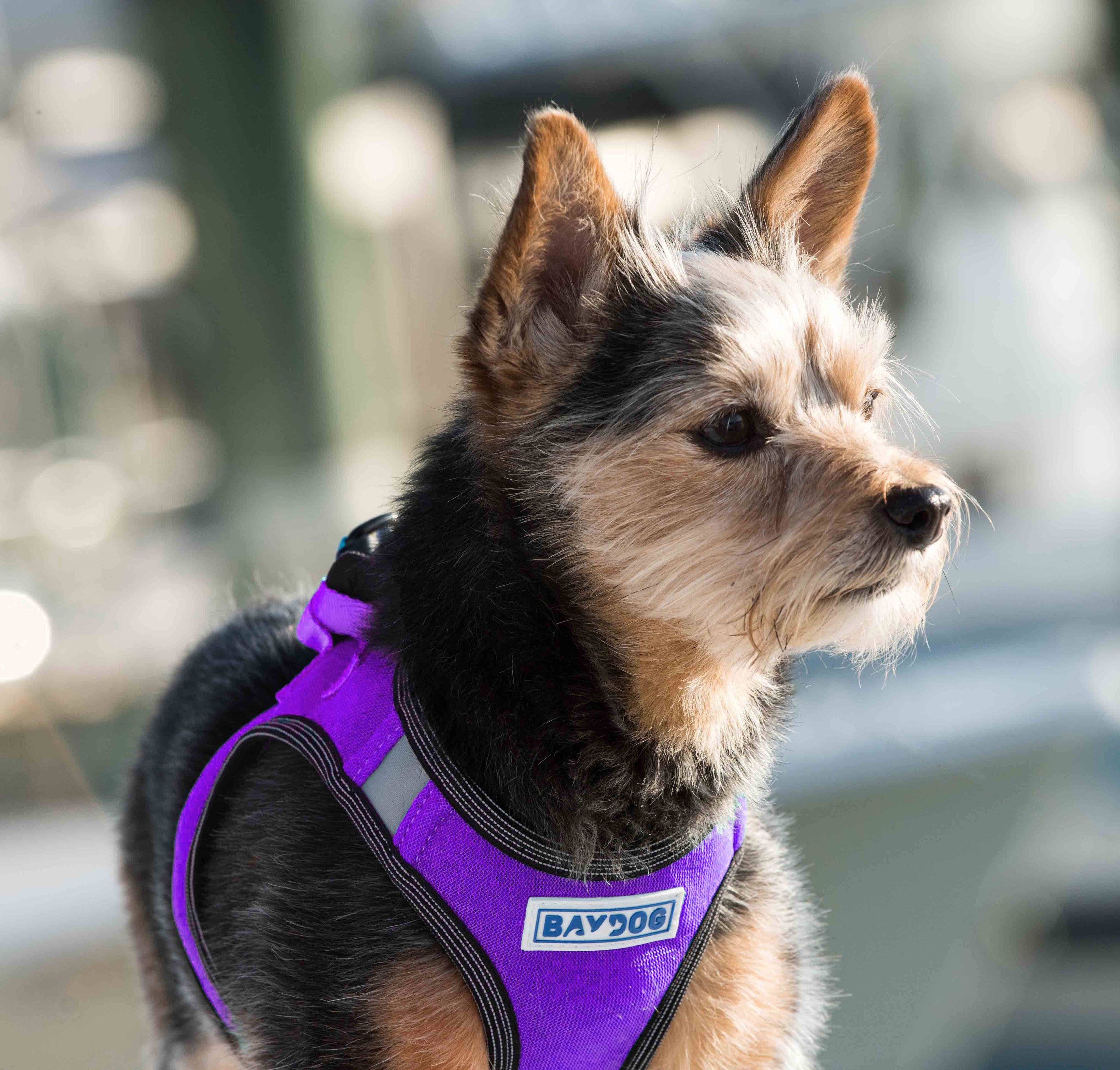 Reflective Lightweight Breathable Step in Dog Harness