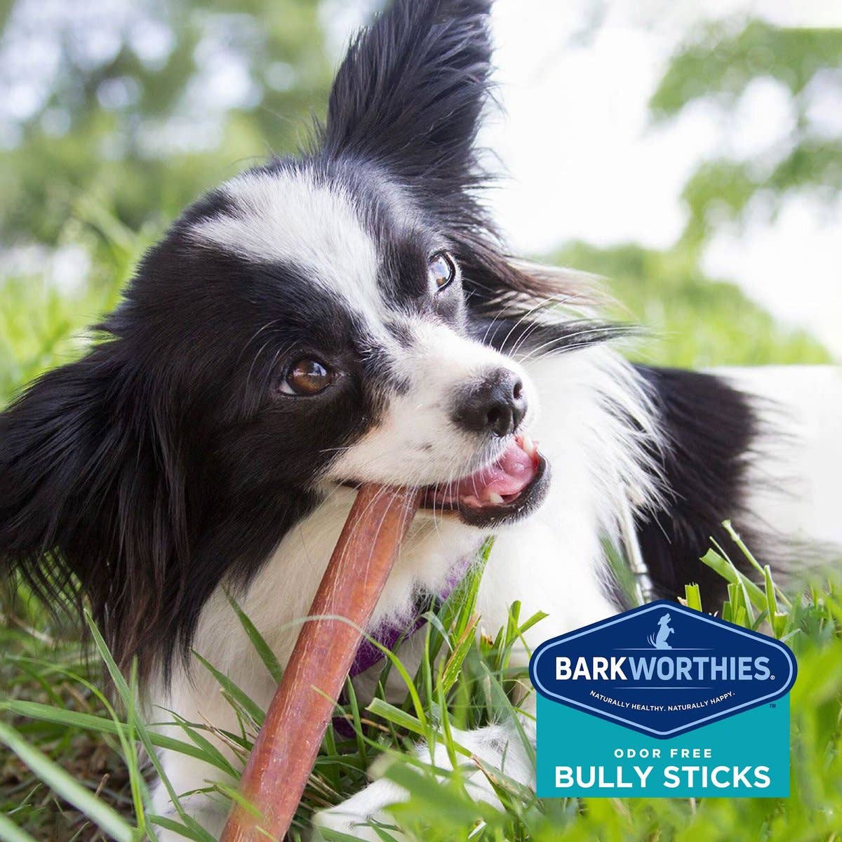 Dog Treat Barkworthies Bully Stick Odor Free Dog Treat