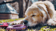 Dog Toy Large Purple Ring GOAT Sport Ring Natural Rubber Toy