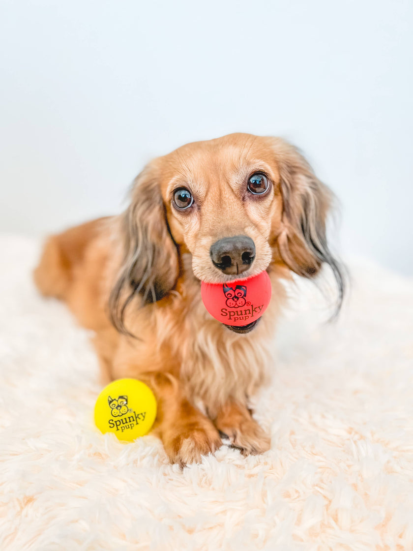 Dog Toy Fetch and Glow Floating Ball