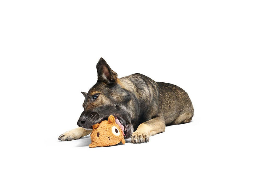 BARK Tinkles The Gerbil Dog Toy