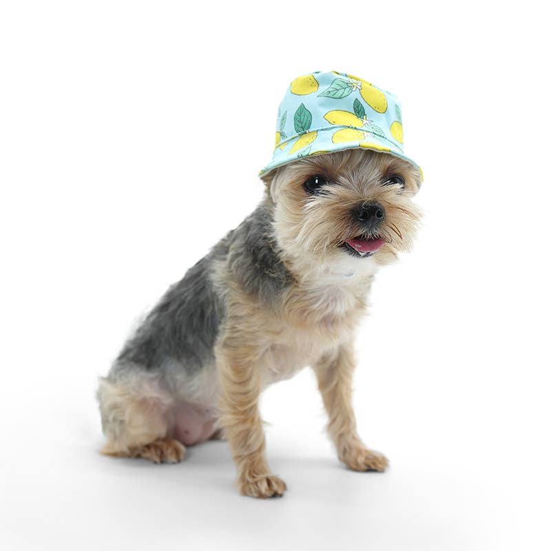 Bucket Pet Hat Lemon Blue