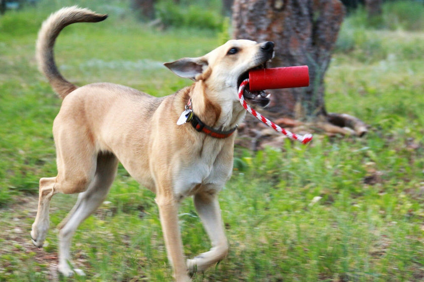 SP USA-K9 Firecracker Training Dummy - Floating Dog Toy Large -Red