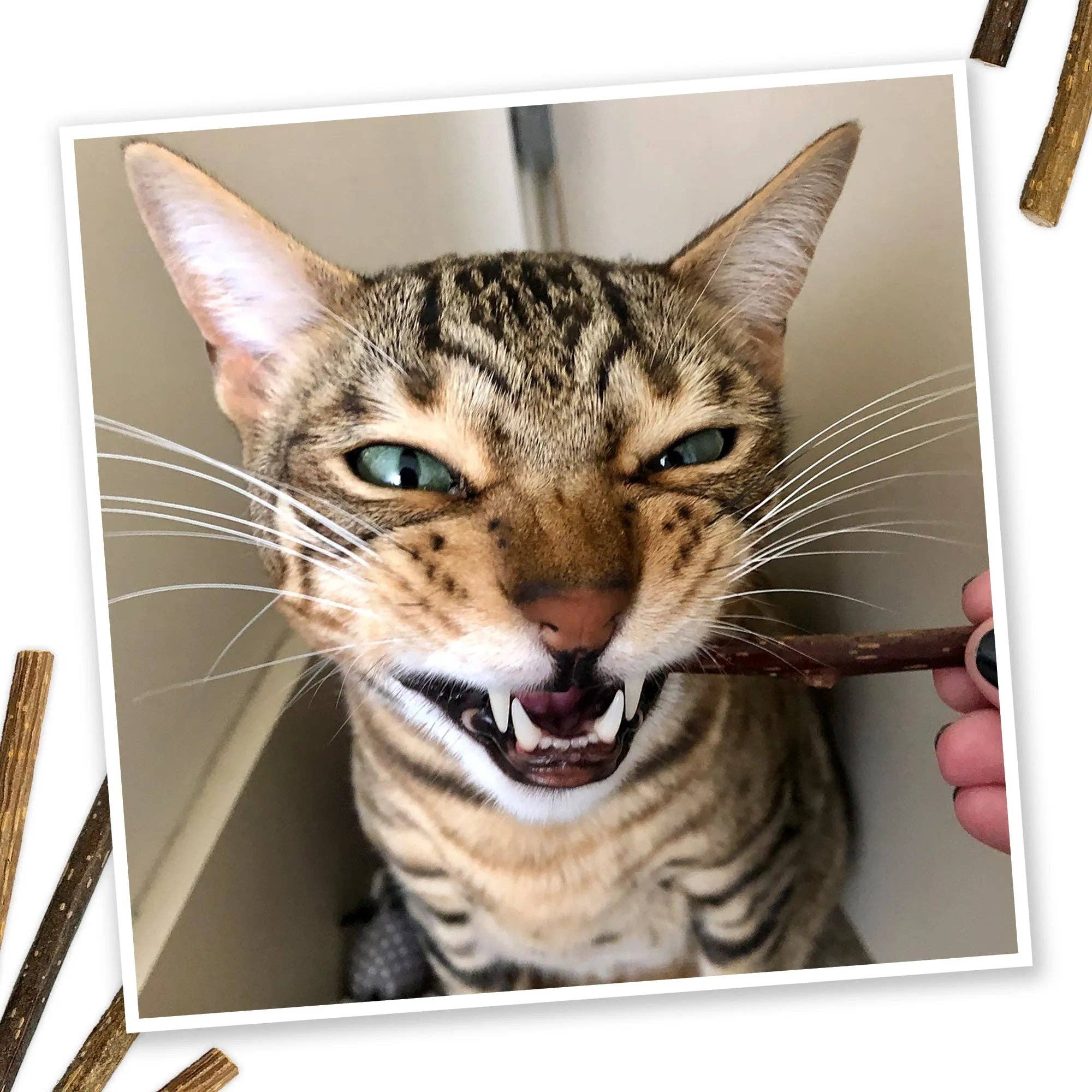 Meowijuana® Silvervine Sticks