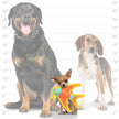 DuraForce Jr Angel Fish - Orange, Durable, Squeaky Dog Toy