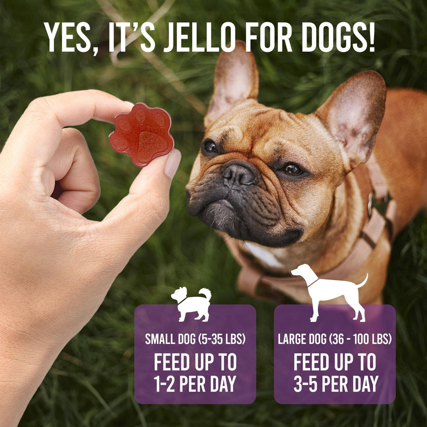 SP Dogtastic Jelly Shots Silicone Mold - Bone Shape