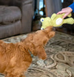 Dog Toy Frog ThoozyPet Tuff & Cuddly Frog Plush Dog Plush Toy 12.5