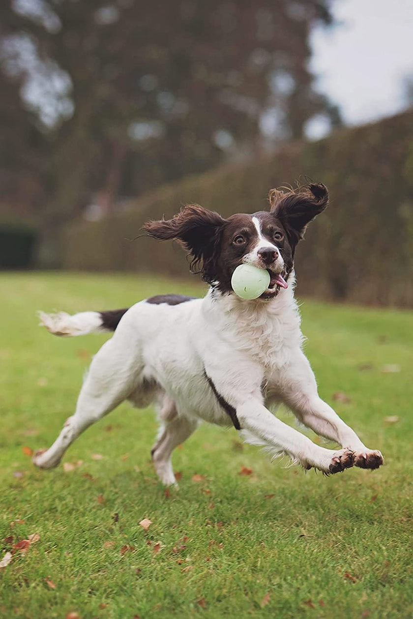 Chuck It Max Glow Ball, Medium