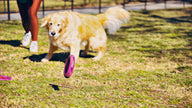 Dog Toy Large Purple Ring GOAT Sport Ring Natural Rubber Toy