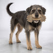 Daisy Bone Nylon Dog Toy for Aggressive Chewers