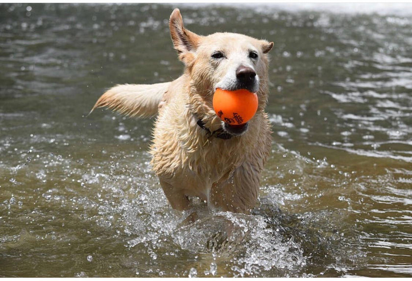 Dog Toy Fetch and Glow Floating Ball