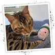 Meowijuana Get Wrapped Sushi Roll Cat Toy